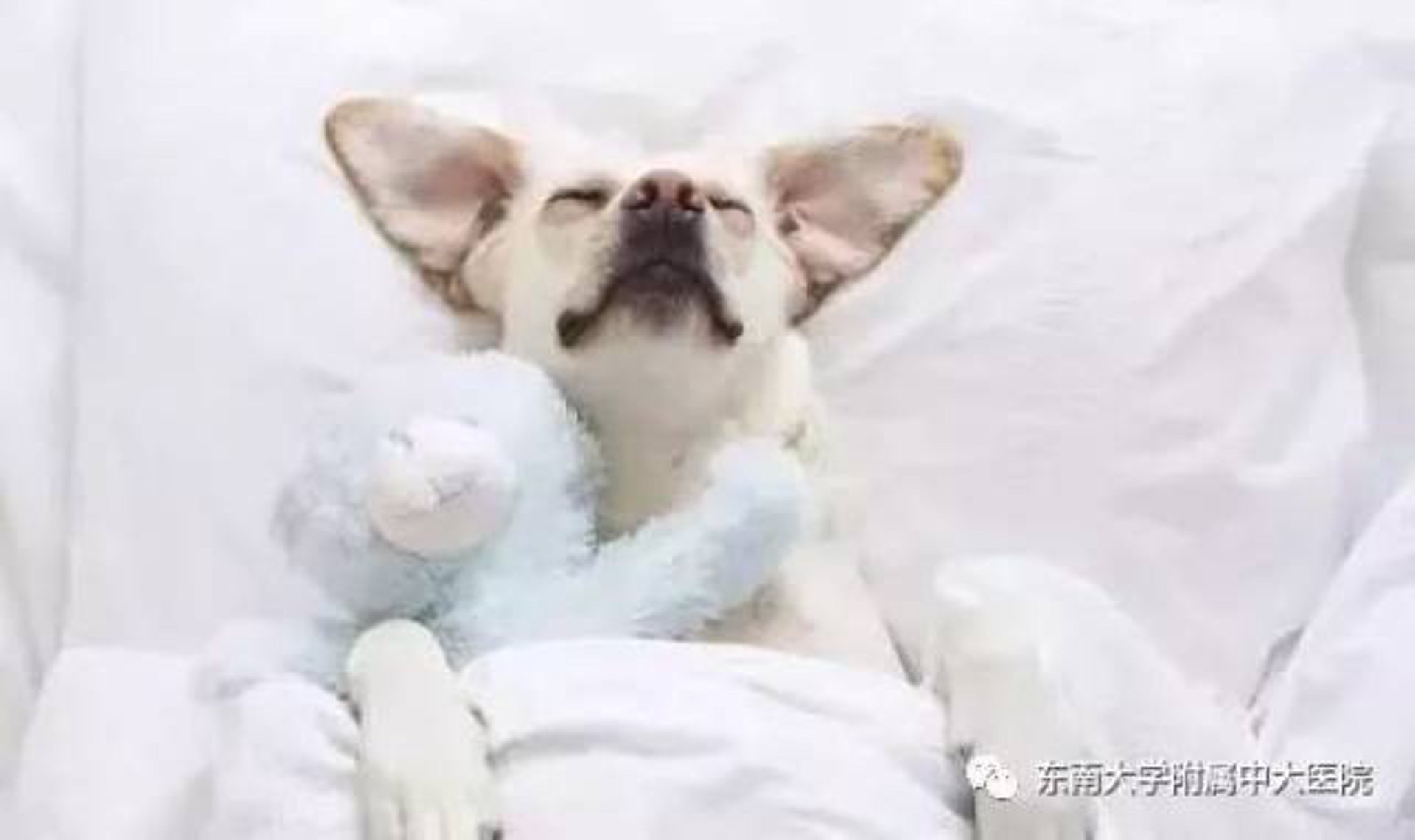 深科失眠研究院